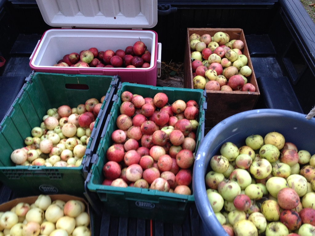 Apples in Truck