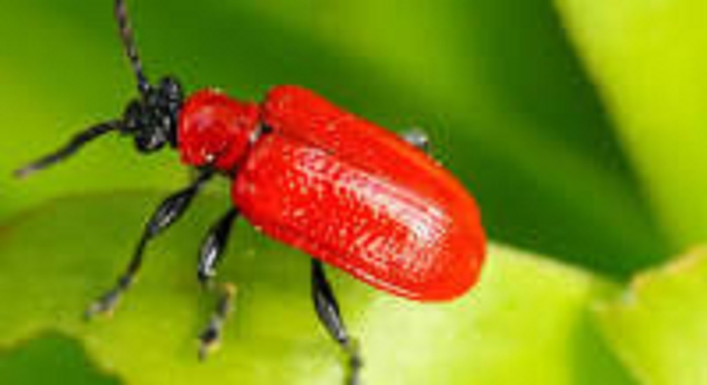 Little red insects in the lily garden.