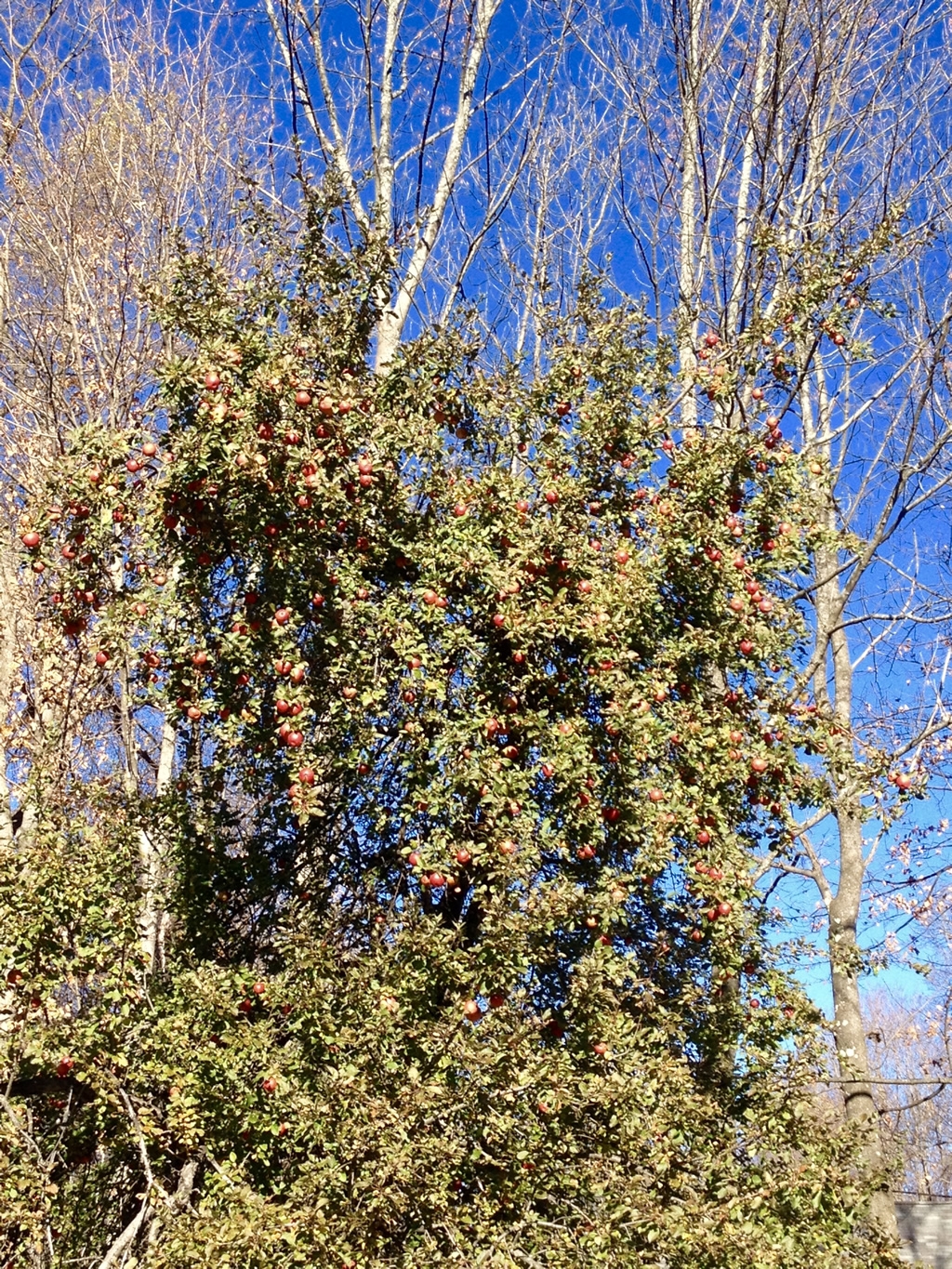 Apples at MRVRE