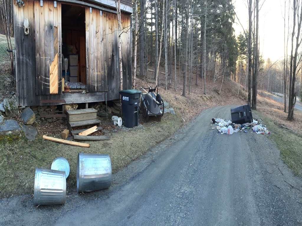 Lots of Black Bear activity around Sugarbush, Warren, Waitsfield, and Fayston