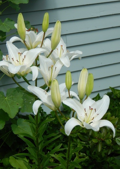 Lilies