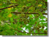 Neem seed