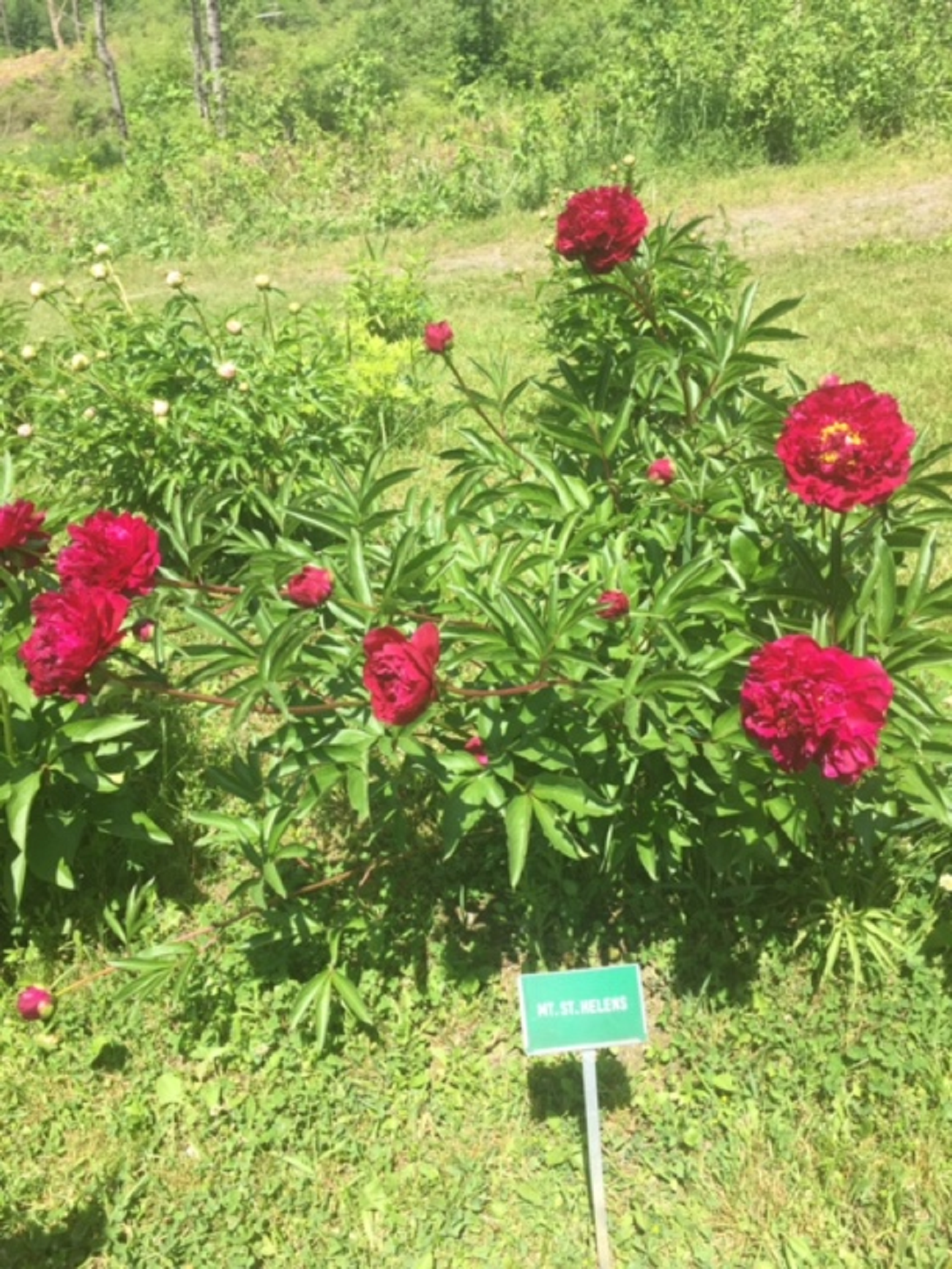 Red Peony